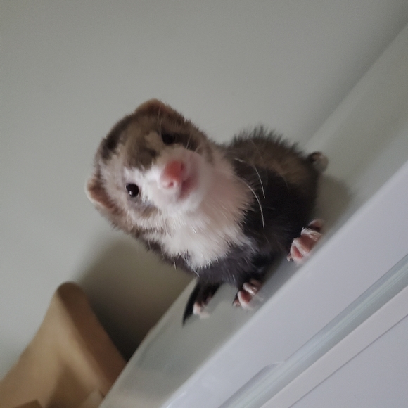 Meet your Posher, Deja - Picture 5 of 6